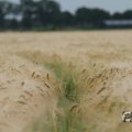 IMG_1043464