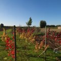 IMG_1076889