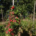 IMG_1076908