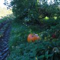 IMG_1076923