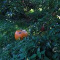 IMG_1076924