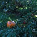 IMG_1076925
