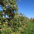 IMG_1076929