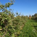 IMG_1076932