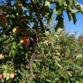 IMG_1076933