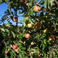 IMG_1076934