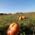 IMG_1076939