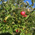 IMG_1076960
