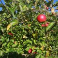 IMG_1076961