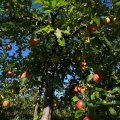 IMG_1076965