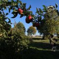 IMG_1076972