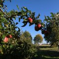 IMG_1076975