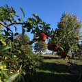 IMG_1076976