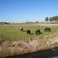 IMG_1076991