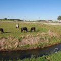 IMG_1076994
