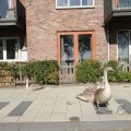 IMG_1077004