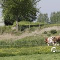 IMG_1145025