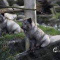 IMG_1201106