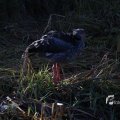 IMG_1201229