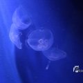 IMG_1202127