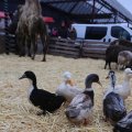 IMG_1316197