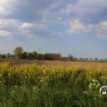 IMG_1348779