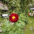 IMG_1374641