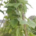 IMG_1374654