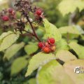 IMG_1374658