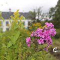 IMG_1374661