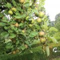 IMG_1374666