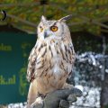 DSC016_17.09.2016