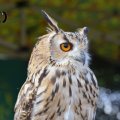 DSC017_17.09.2016