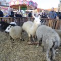 IMG_1406254