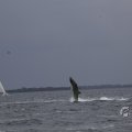 IMG_1521258