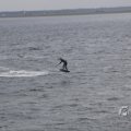 IMG_1521606