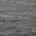 IMG_1522196
