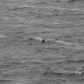 IMG_1522197