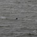 IMG_1522199