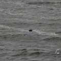 IMG_1522204