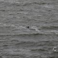 IMG_1522206