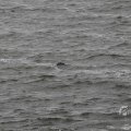 IMG_1522211