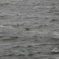 IMG_1522212