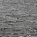 IMG_1522217