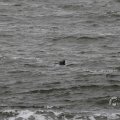 IMG_1522222