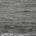 IMG_1522223