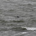 IMG_1522226