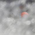 IMG_1549206