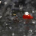 IMG_1549207