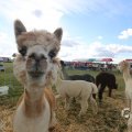 IMG_1557304